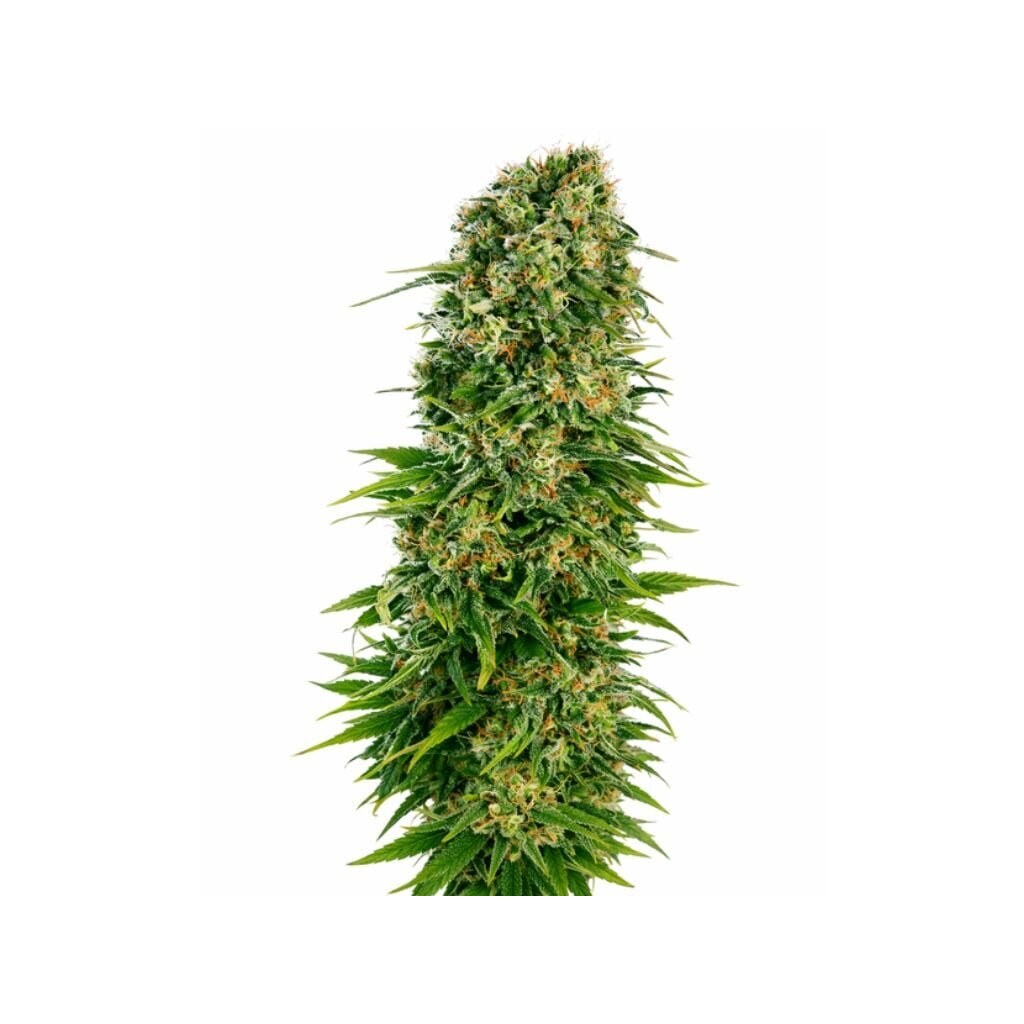 OG’s Pearl Cannabissamen-Verpackung — Royal King Seeds Deutschland
