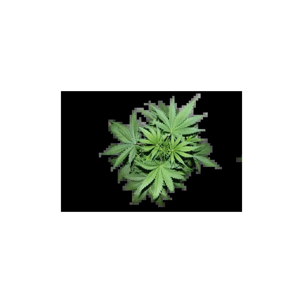Pandora’s Box Cannabissamen-Verpackung — Royal King Seeds Deutschland