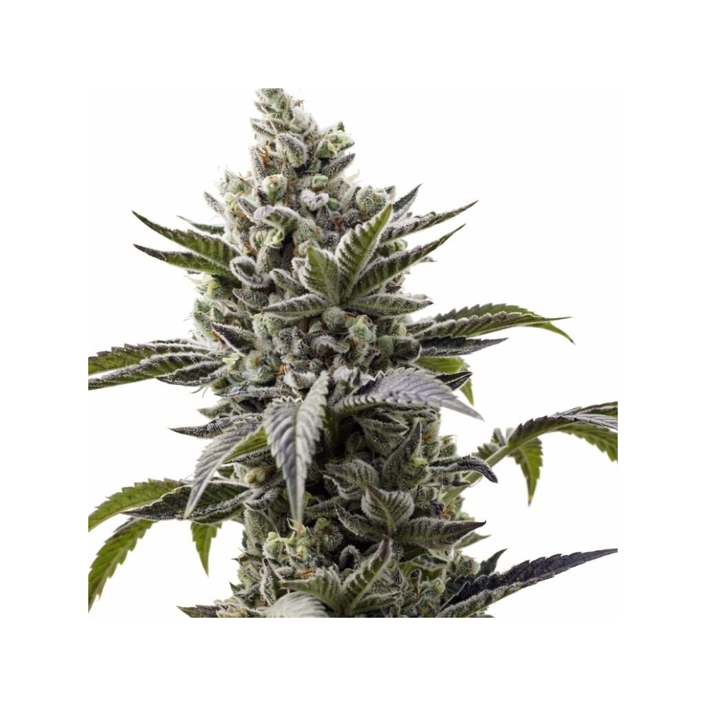 Scott's OG Cannabissamen-Verpackung — Royal King Seeds Deutschland