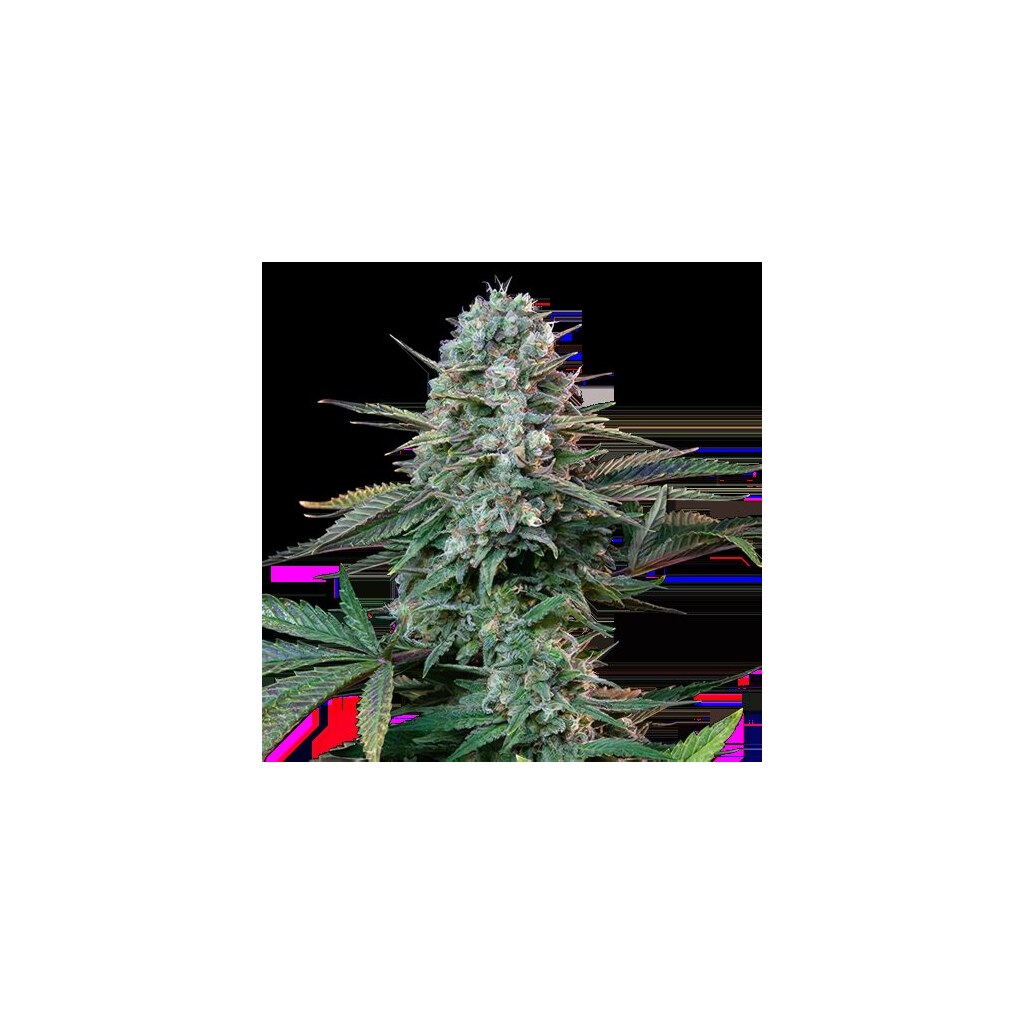 Yoda’s Brain Cannabissamen-Verpackung — Royal King Seeds Deutschland