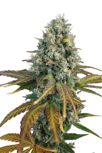 13 Dawgs Cannabissamen-Verpackung — Royal King Seeds Deutschland