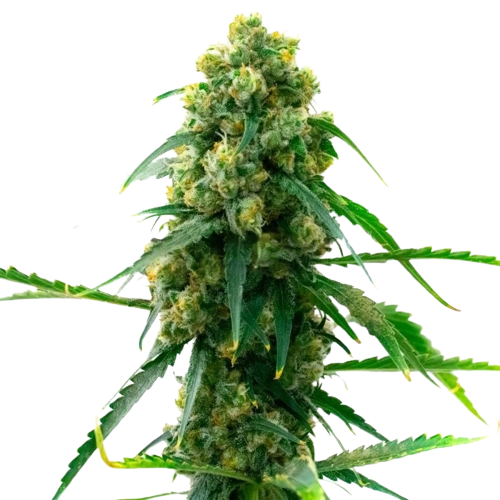 3 Kings Cannabissamen-Verpackung — Royal King Seeds Deutschland