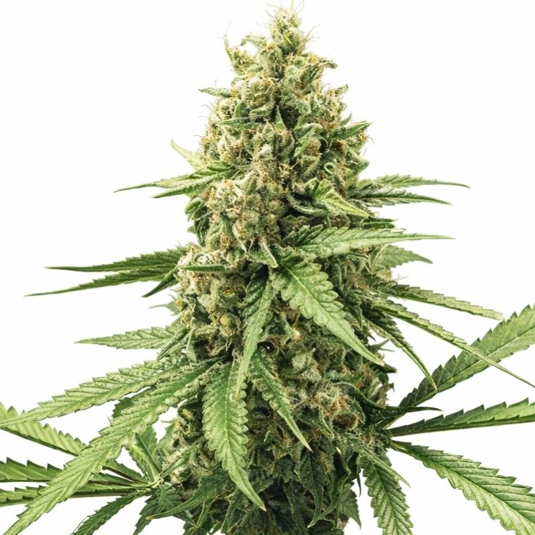 3X Crazy Cannabissamen-Verpackung — Royal King Seeds Deutschland
