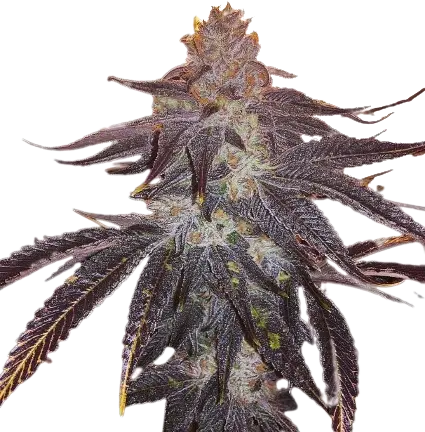 501st OG Cannabissamen-Verpackung — Royal King Seeds Deutschland