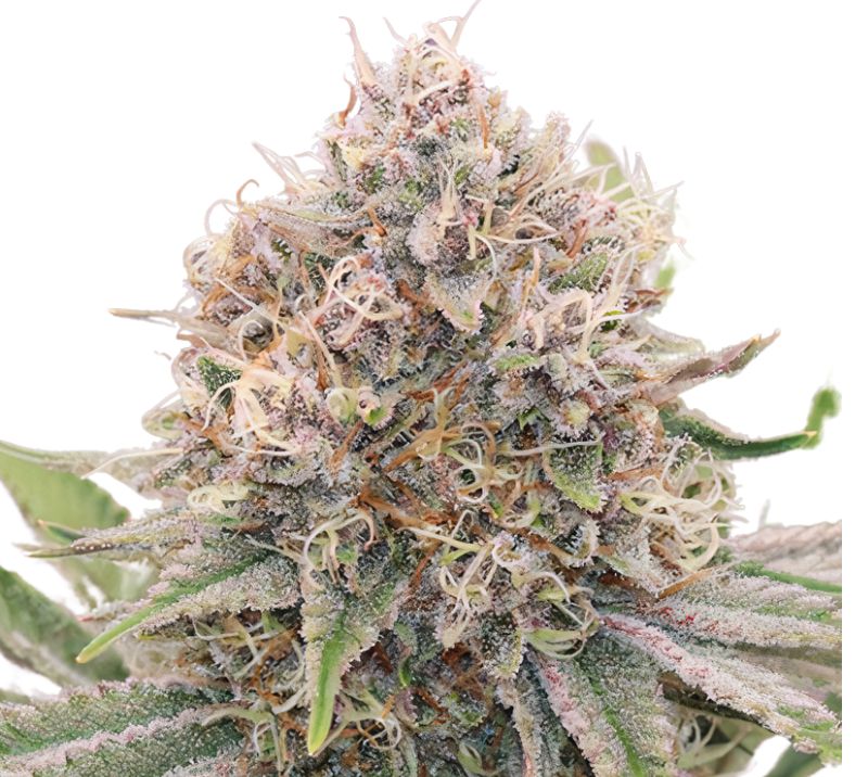 5th Element Cannabissamen-Verpackung — Royal King Seeds Deutschland