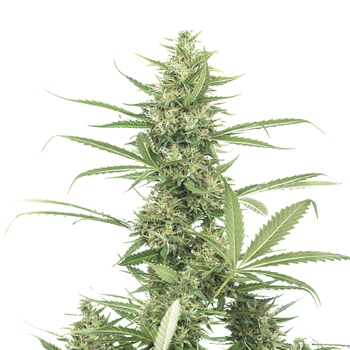 8 Ball Kush Cannabissamen-Verpackung — Royal King Seeds Deutschland