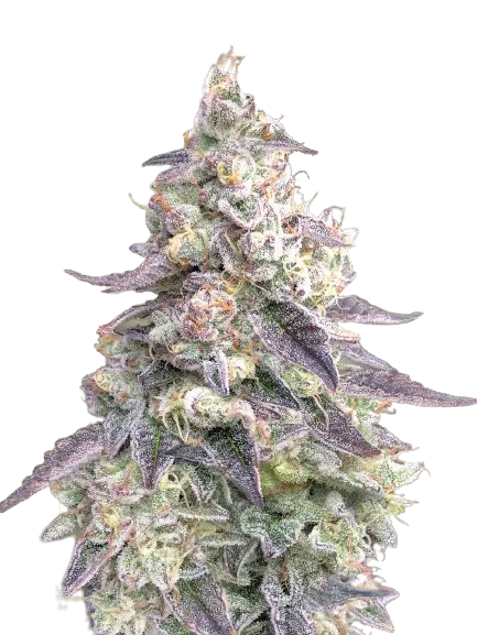 9 Pound Hammer Cannabissamen-Verpackung — Royal King Seeds Deutschland