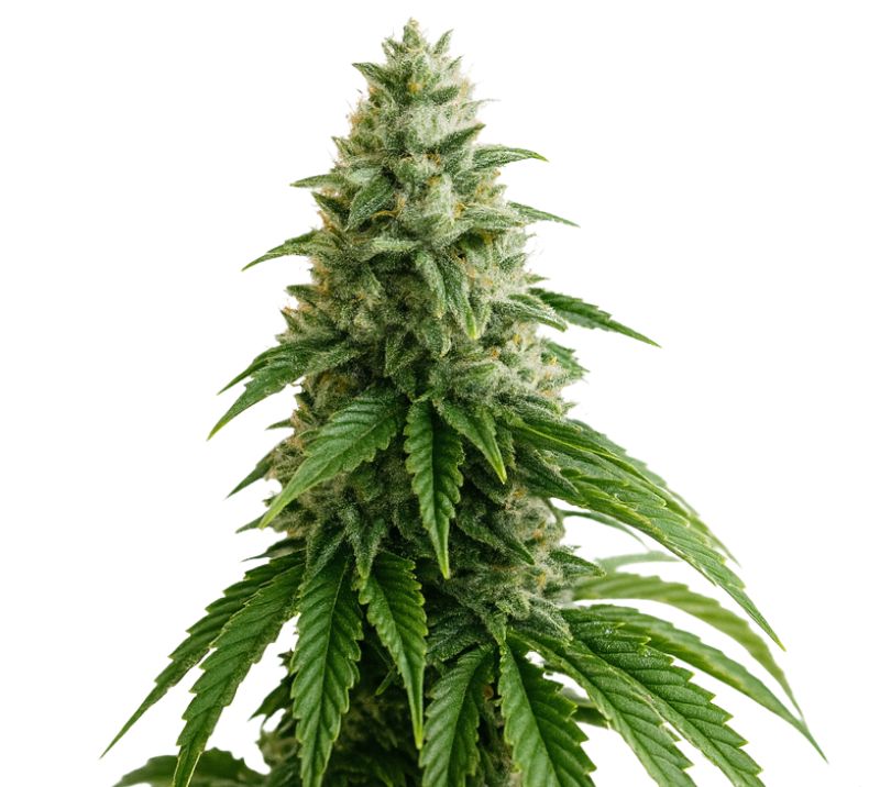 A-10 Cannabissamen-Verpackung — Royal King Seeds Deutschland