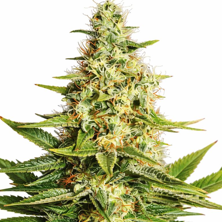 Acapulco Gold Cannabissamen-Verpackung — Royal King Seeds Deutschland