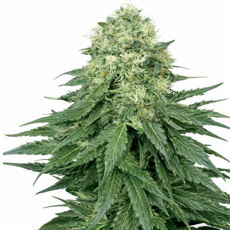 Ace Killer OG Cannabissamen-Verpackung — Royal King Seeds Deutschland