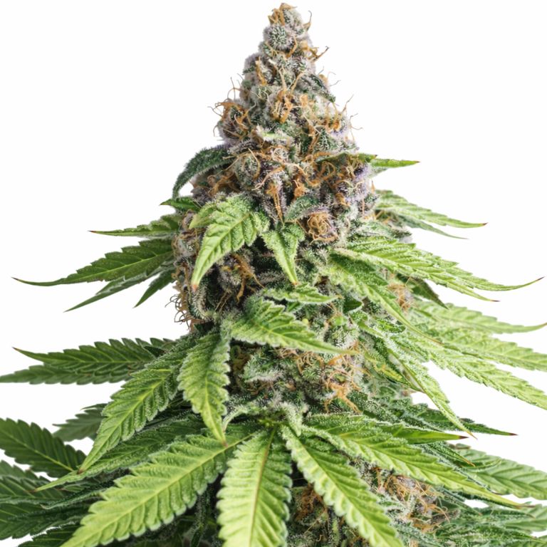 Ace of Spades Cannabissamen-Verpackung — Royal King Seeds Deutschland