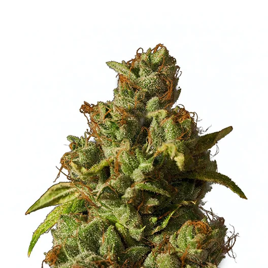 Afcrack Cannabissamen-Verpackung — Royal King Seeds Deutschland