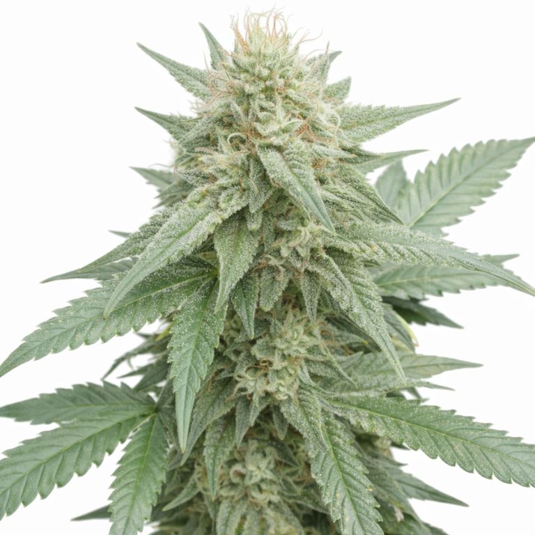 Afghan Big Bud Cannabissamen-Verpackung — Royal King Seeds Deutschland