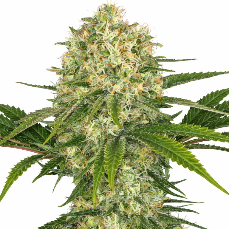 Afghan Cannabissamen-Verpackung — Royal King Seeds Deutschland