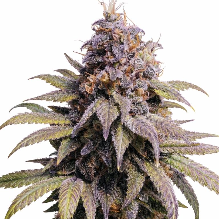 Afghan Kush Cannabissamen-Verpackung — Royal King Seeds Deutschland