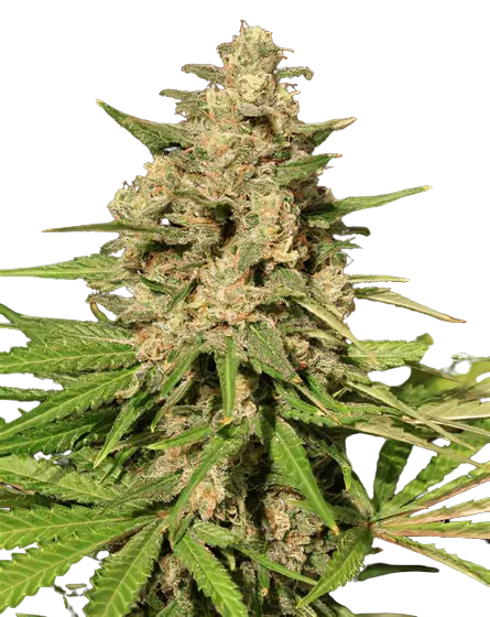 Afghani Bullrider Cannabissamen-Verpackung — Royal King Seeds Deutschland
