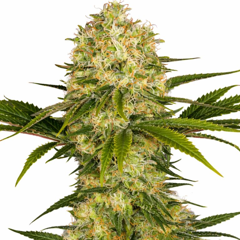 Afghani Cannabissamen-Verpackung — Royal King Seeds Deutschland