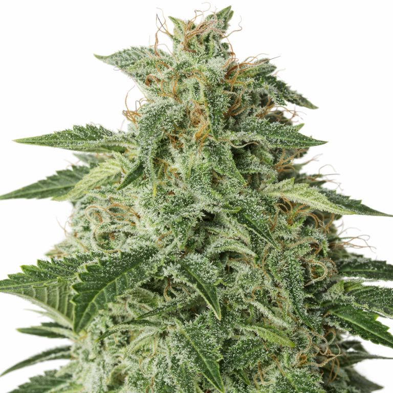 Afgooey Cannabissamen-Verpackung — Royal King Seeds Deutschland