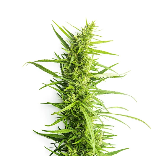 Afpak Cannabissamen-Verpackung — Royal King Seeds Deutschland