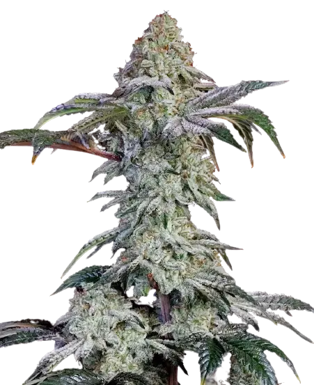 Agent Tangie Cannabissamen-Verpackung — Royal King Seeds Deutschland