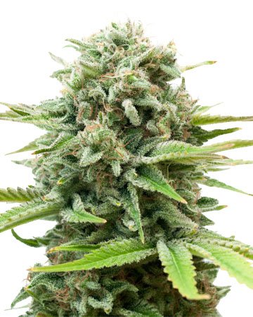 AK Cannabissamen-Verpackung — Royal King Seeds Deutschland