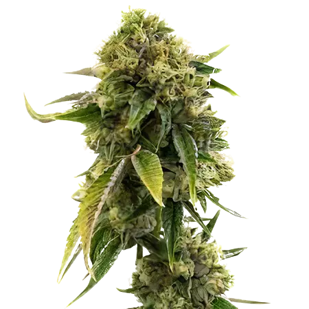 Alien Gorilla Glue Cannabissamen-Verpackung — Royal King Seeds Deutschland