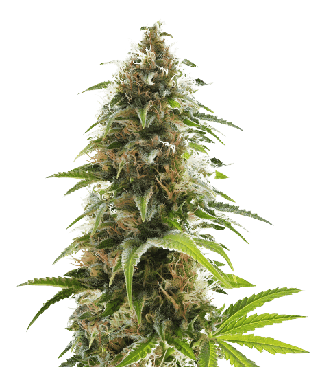 Alien Rift Cannabissamen-Verpackung — Royal King Seeds Deutschland