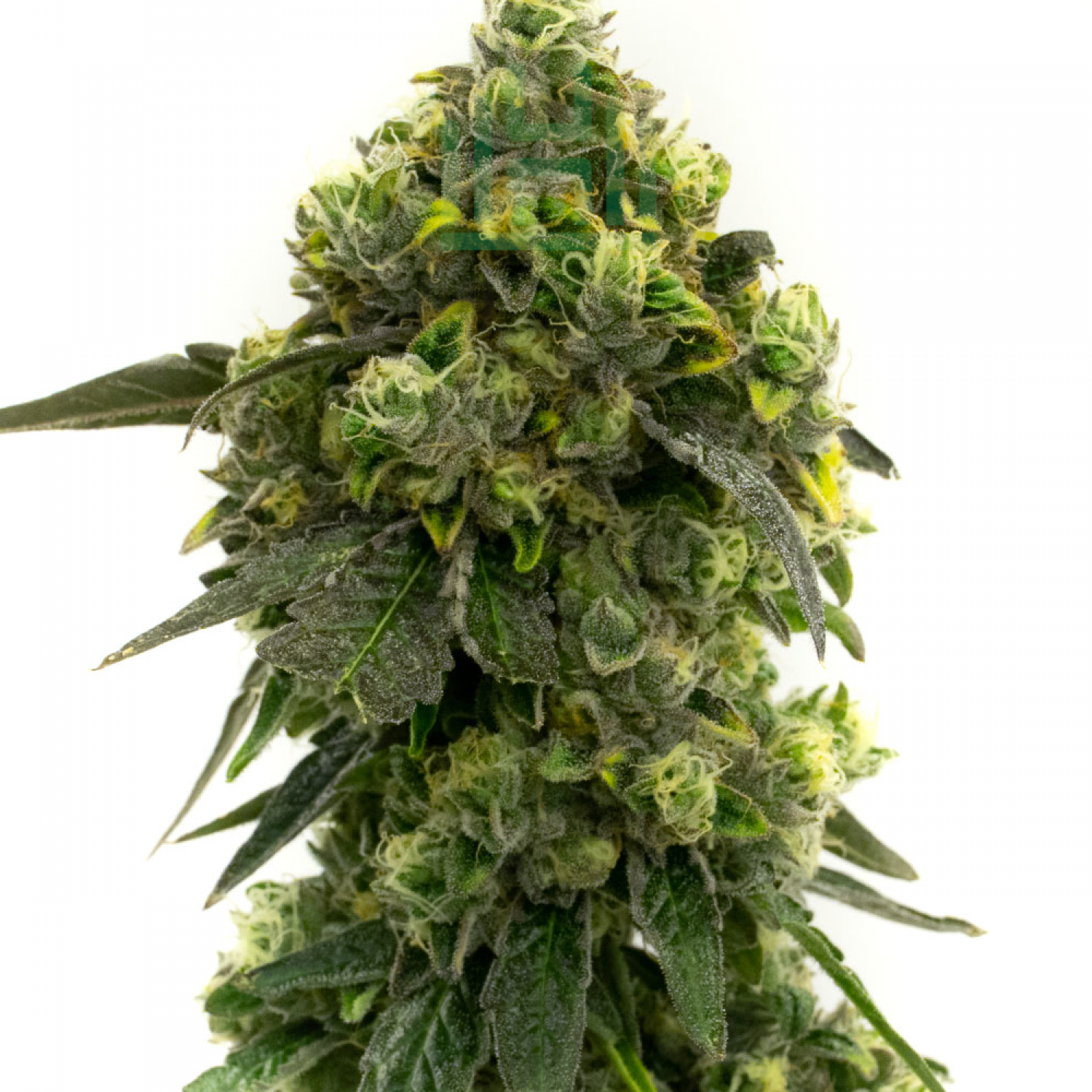 Alien Technology Cannabissamen-Verpackung — Royal King Seeds Deutschland
