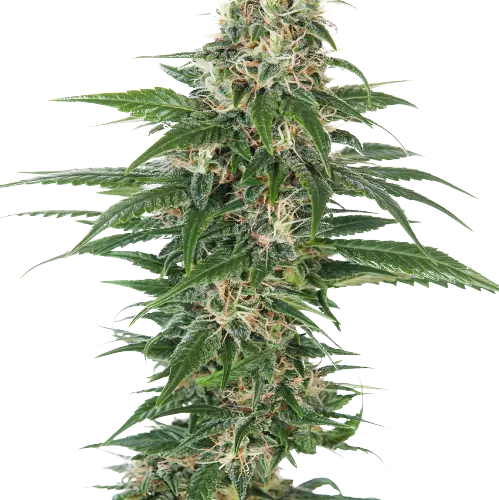Aliens On Moonshine Cannabissamen-Verpackung — Royal King Seeds Deutschland