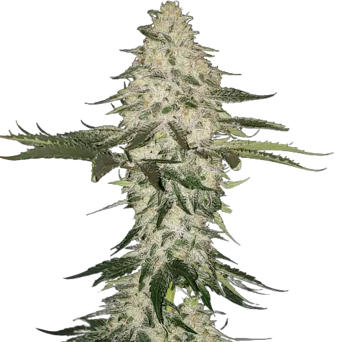 Allen Wrench Cannabissamen-Verpackung — Royal King Seeds Deutschland