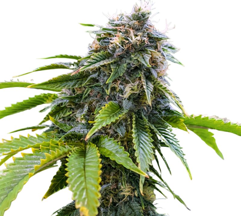 Alpha Blue Cannabissamen-Verpackung — Royal King Seeds Deutschland