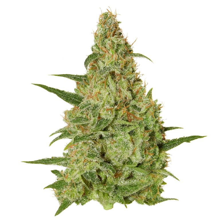 Amazonian Cannabissamen-Verpackung — Royal King Seeds Deutschland