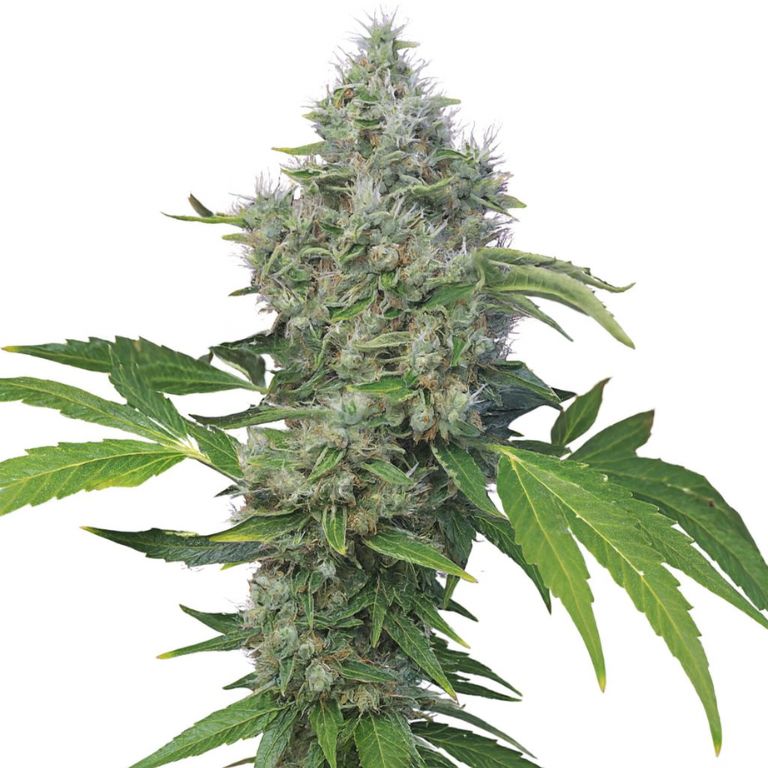 American Kush Cannabissamen-Verpackung — Royal King Seeds Deutschland