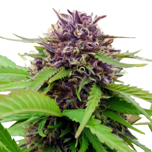 Amethyst Cannabissamen-Verpackung — Royal King Seeds Deutschland