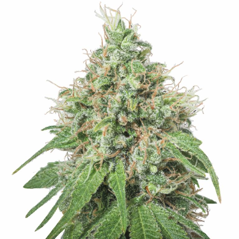 Amnesia Cannabissamen-Verpackung — Royal King Seeds Deutschland