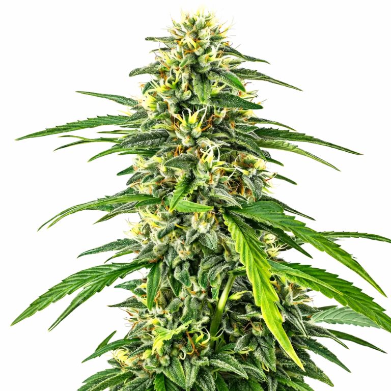 Amnesia Haze Cannabissamen-Verpackung — Royal King Seeds Deutschland