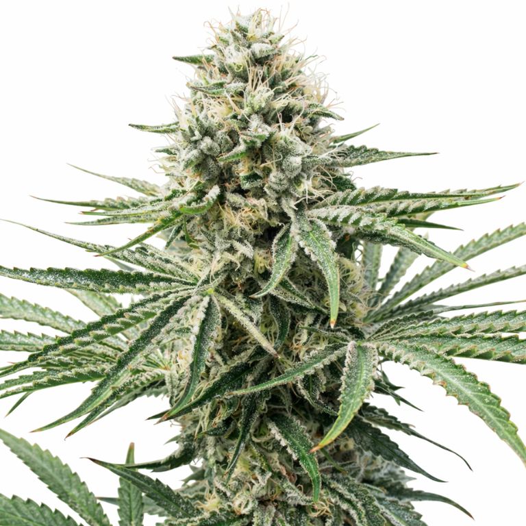Amnesia Lemon Cannabissamen-Verpackung — Royal King Seeds Deutschland