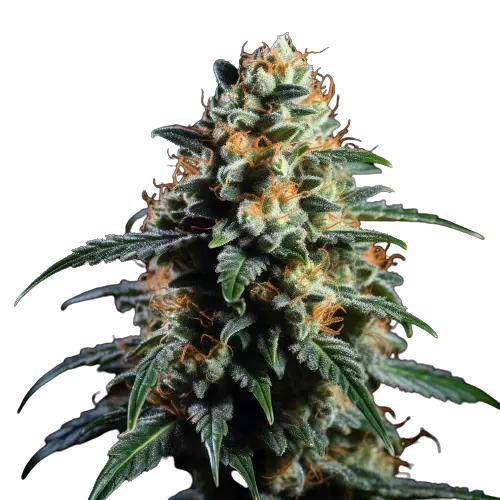 Ancient OG Cannabissamen-Verpackung — Royal King Seeds Deutschland