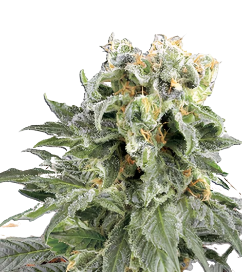 Angel OG Cannabissamen-Verpackung — Royal King Seeds Deutschland