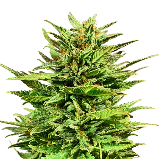 Ape Shit Cannabissamen-Verpackung — Royal King Seeds Deutschland