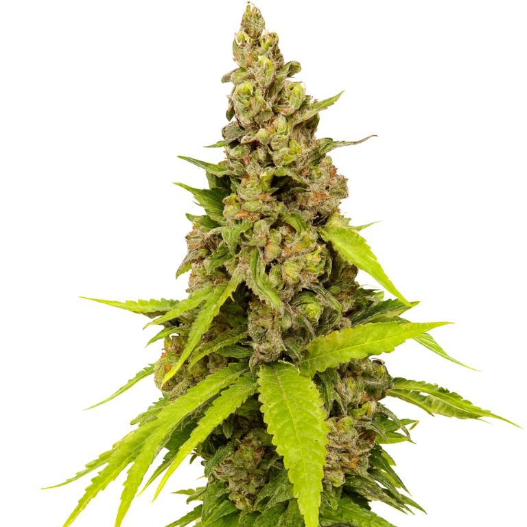 Apollo 13 Cannabissamen-Verpackung — Royal King Seeds Deutschland
