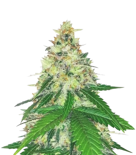 Apple Betty Cannabissamen-Verpackung — Royal King Seeds Deutschland