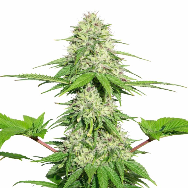 Appleberry Cannabissamen-Verpackung — Royal King Seeds Deutschland