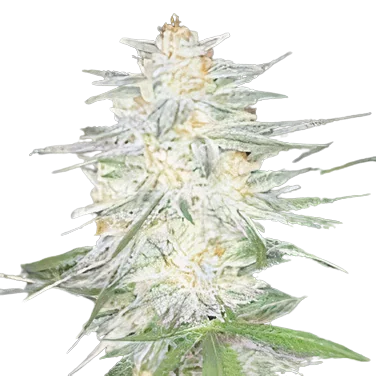Aspen OG Cannabissamen-Verpackung — Royal King Seeds Deutschland