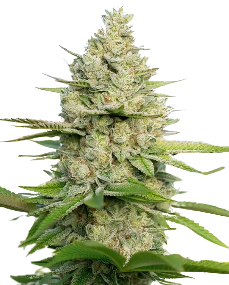 Atomic Northern Lights Cannabissamen-Verpackung — Royal King Seeds Deutschland