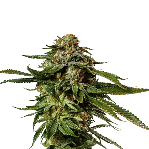Aurora Borealis Cannabissamen-Verpackung — Royal King Seeds Deutschland