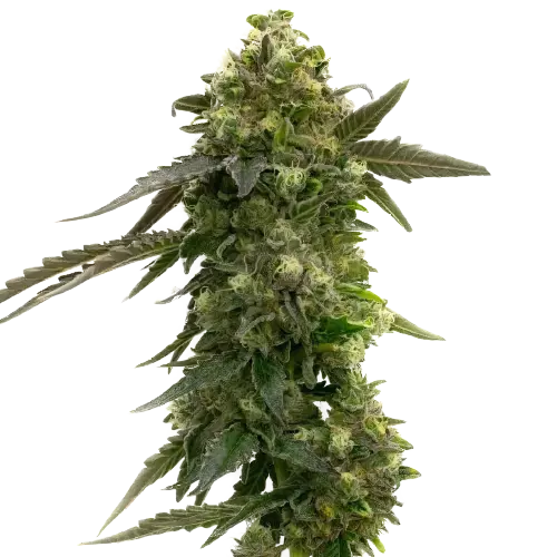 Badazz Rolex Cannabissamen-Verpackung — Royal King Seeds Deutschland