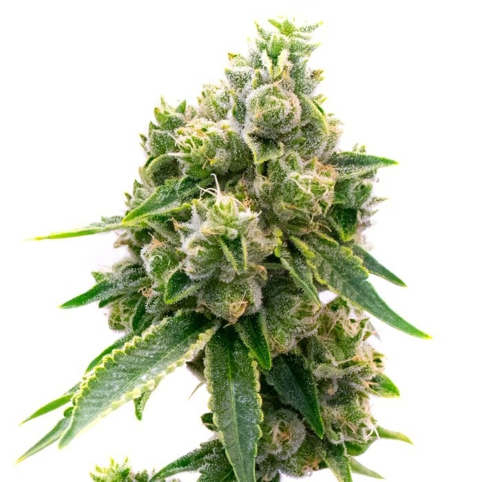 Baked Apple Cannabissamen-Verpackung — Royal King Seeds Deutschland
