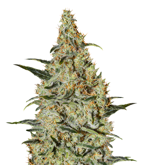Bakerstreet Cannabissamen-Verpackung — Royal King Seeds Deutschland