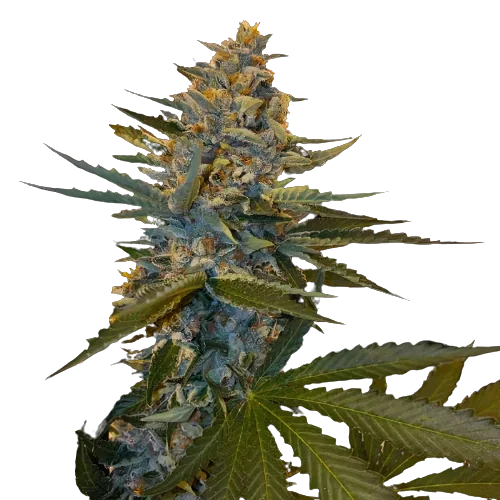 Banana Candy Cannabissamen-Verpackung — Royal King Seeds Deutschland
